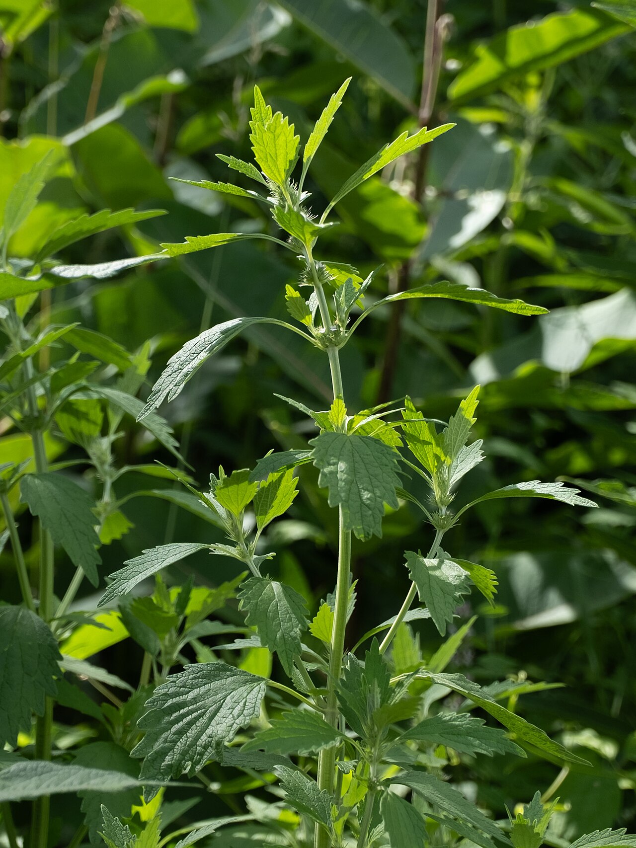 Lion's tail: False Motherwort ( Chaiturus marrubiastrum ) in USA