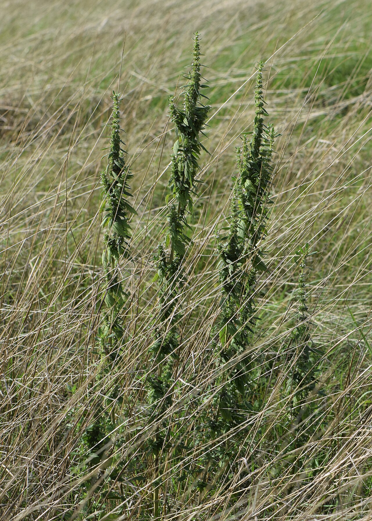 Lion's tail: Chaiturus marrubiastrum in Odra valley in Świecko, W Poland
