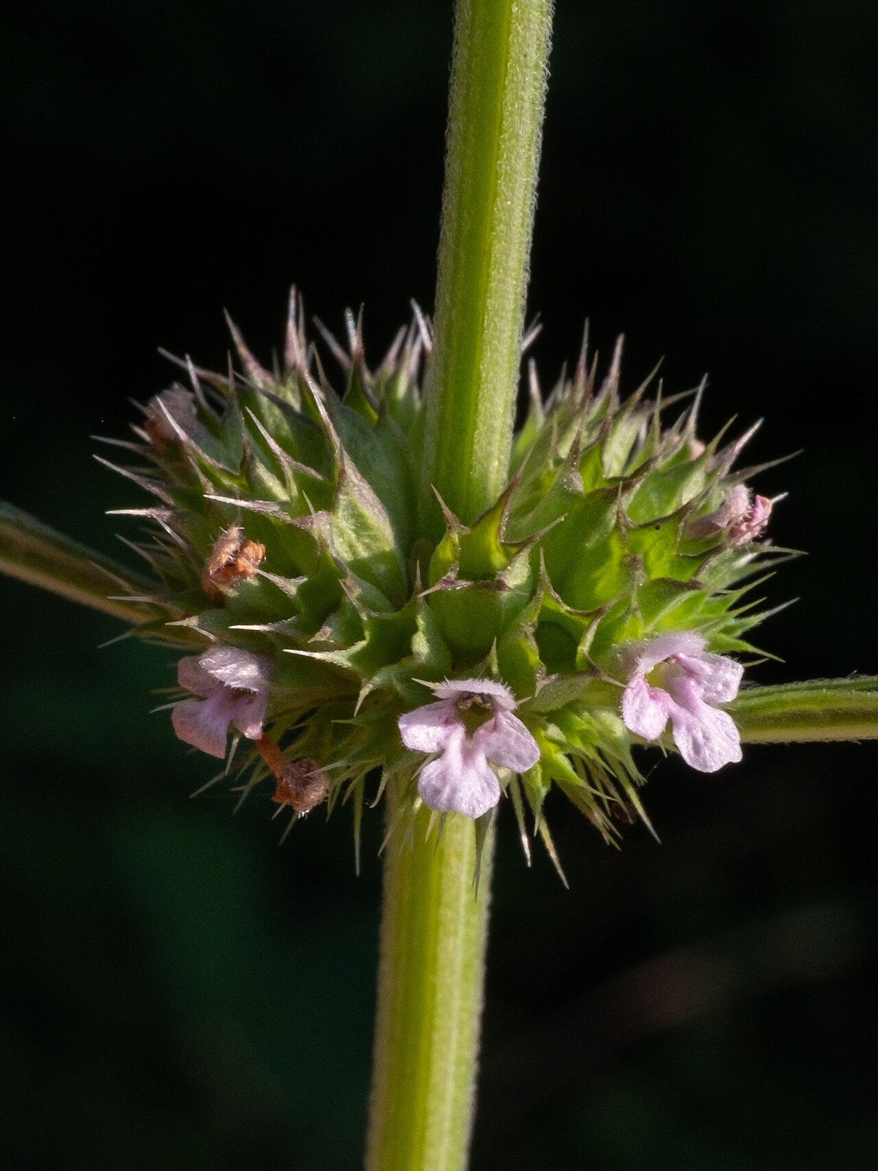 Lion's tail: False Motherwort ( Chaiturus marrubiastrum ) in the United States