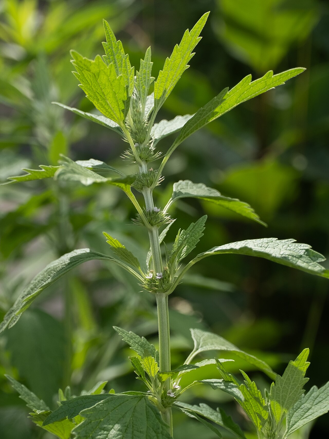 Lion's tail: False Motherwort ( Chaiturus marrubiastrum ) in USA