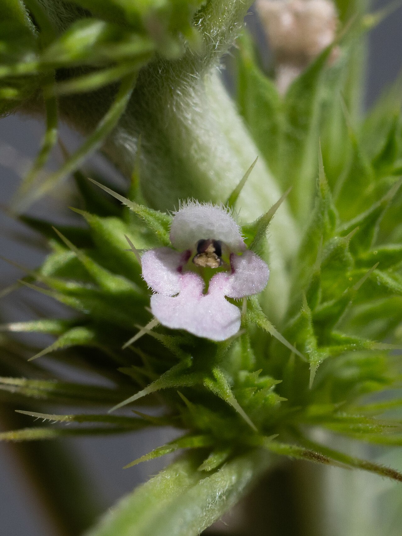 Lion's tail: False Motherwort ( Chaiturus marrubiastrum ) in USA