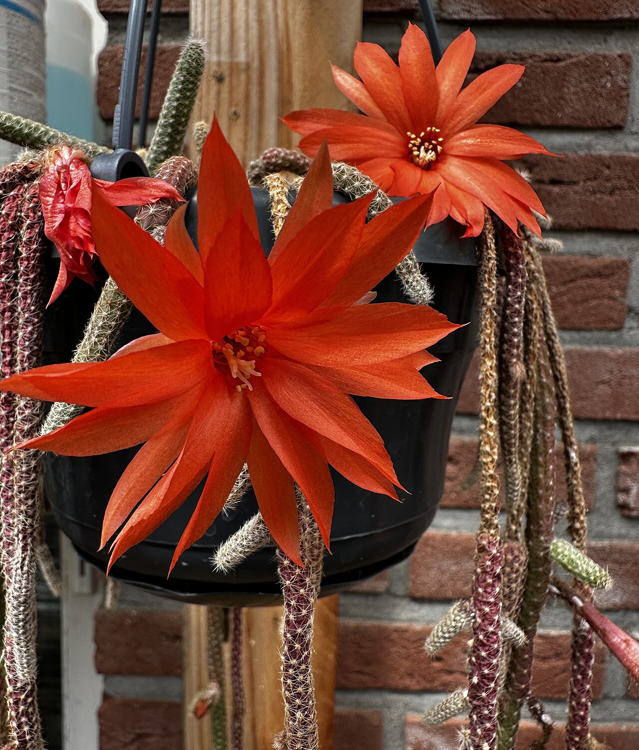 Chamaecereus luisramirezii: Chamaecereus luisramirezii in Kultur