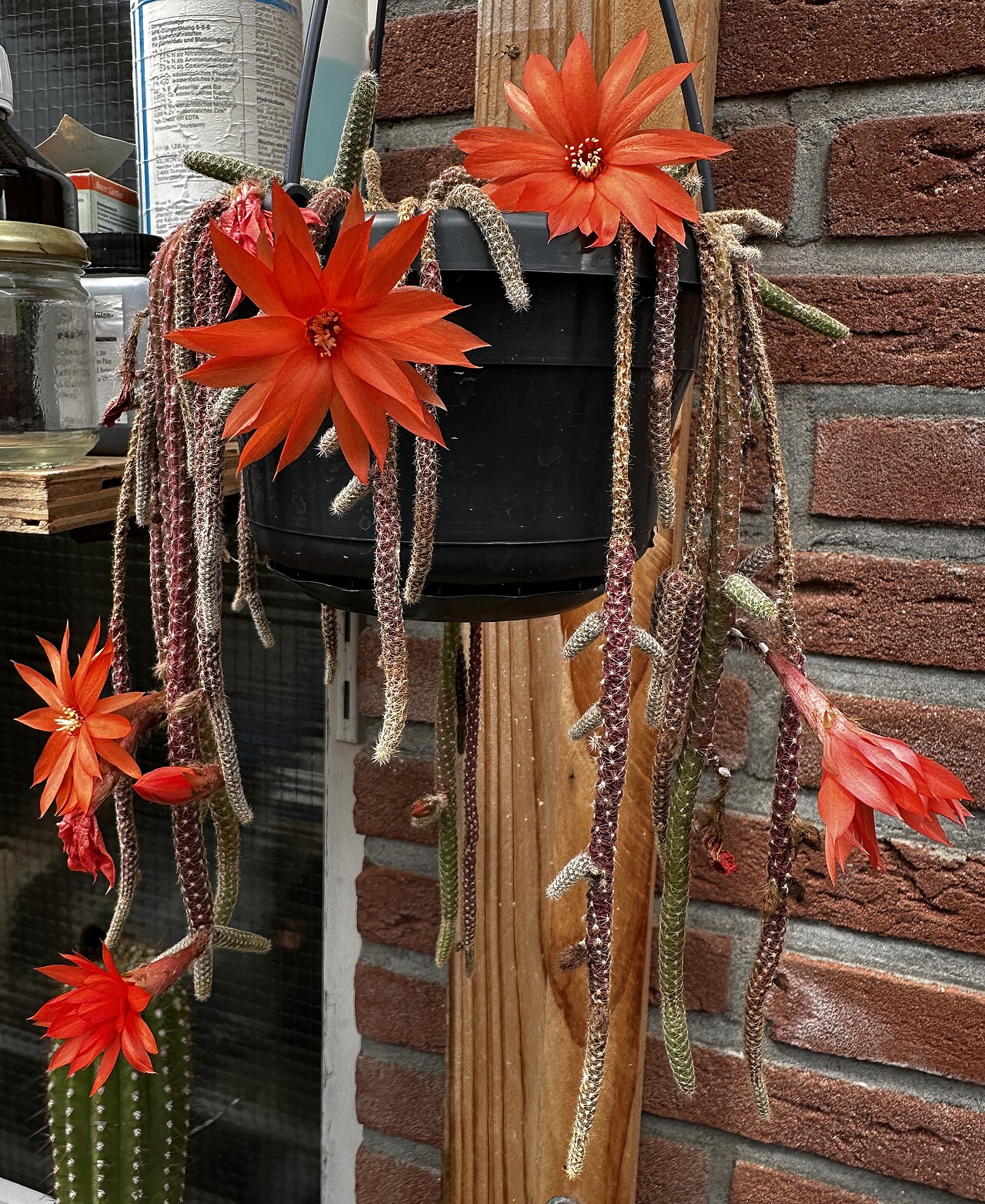 Chamaecereus luisramirezii: Chamaecereus luisramirezii in Kultur