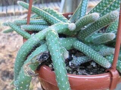 Chamaecereus luisramirezii: Chamaecereus luisramirezii