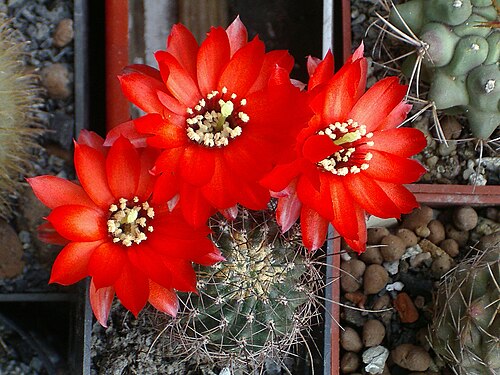 Chamaecereus saltensis: LOBIVIA SALTENSIS