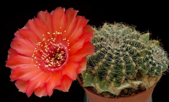 Chamaecereus saltensis: Chamaecereus saltensis