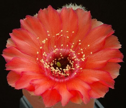 Chamaecereus saltensis: Floración