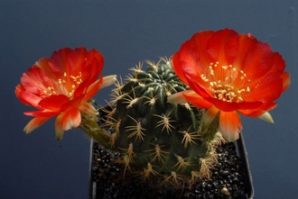 Chamaecereus saltensis: Floración