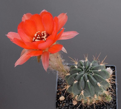 Chamaecereus schreiteri: Floración