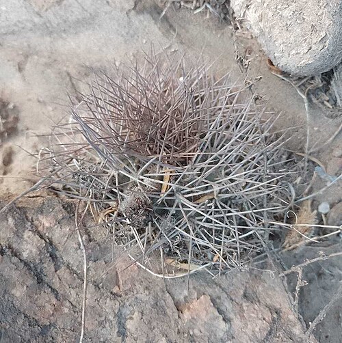 Chamaecereus stilowianus: Chamaecereus stilowianus in Argentina