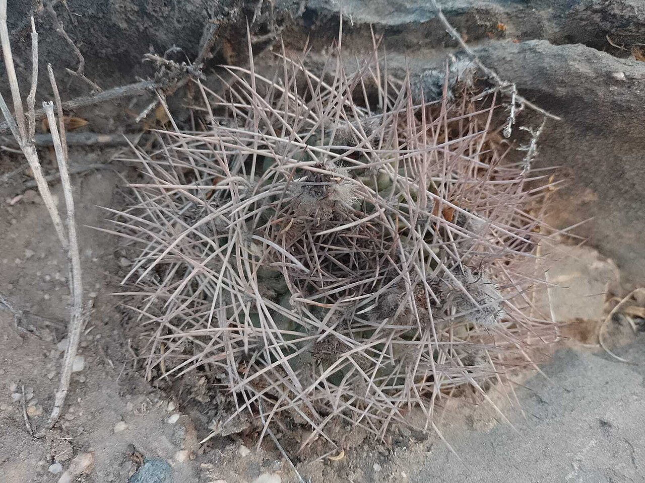 Chamaecereus stilowianus: Chamaecereus stilowianus in Argentina