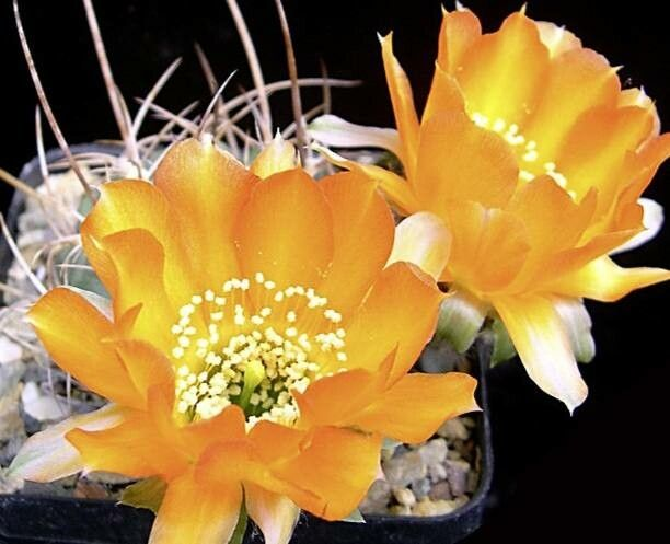 Chamaecereus stilowianus: Floración