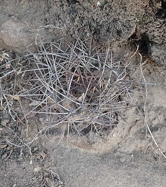 Chamaecereus stilowianus: Chamaecereus stilowianus in Argentina