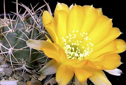 Chamaecereus stilowianus: Planta en flor