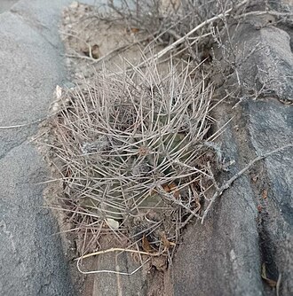 Chamaecereus stilowianus: Chamaecereus stilowianus in Argentina