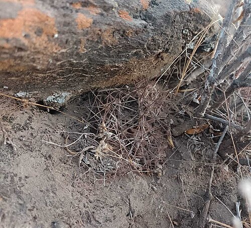Chamaecereus stilowianus: Chamaecereus stilowianus in Argentina