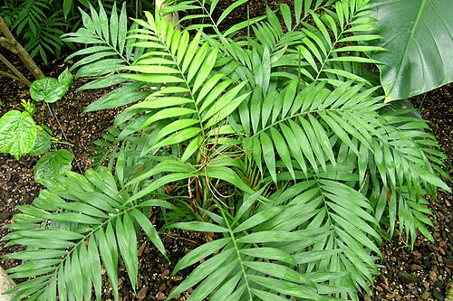 Parlor palm: Chamaedorea elegans Mart. dans la serre du Botanischer Garten de Berlin-Dahlem.