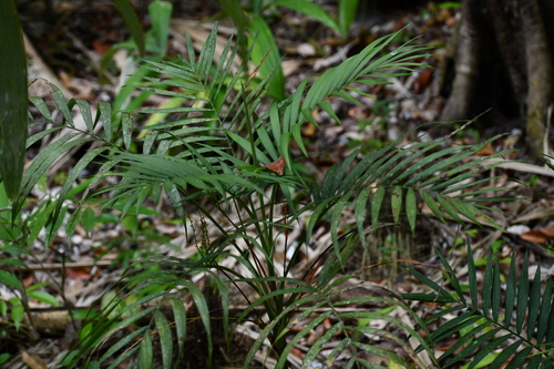 Parlor palm (Chamaedorea elegans)