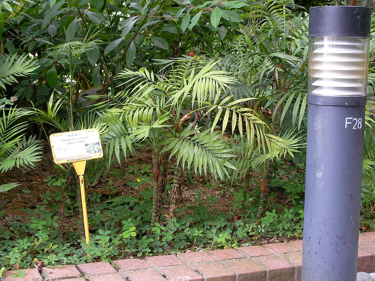 Parlor palm: Chamaedorea elegans taken at Hong Kong Zoological and Botanical Gardens