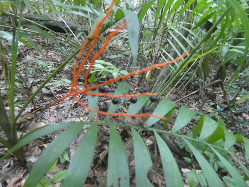 Parlor palm (Chamaedorea elegans)