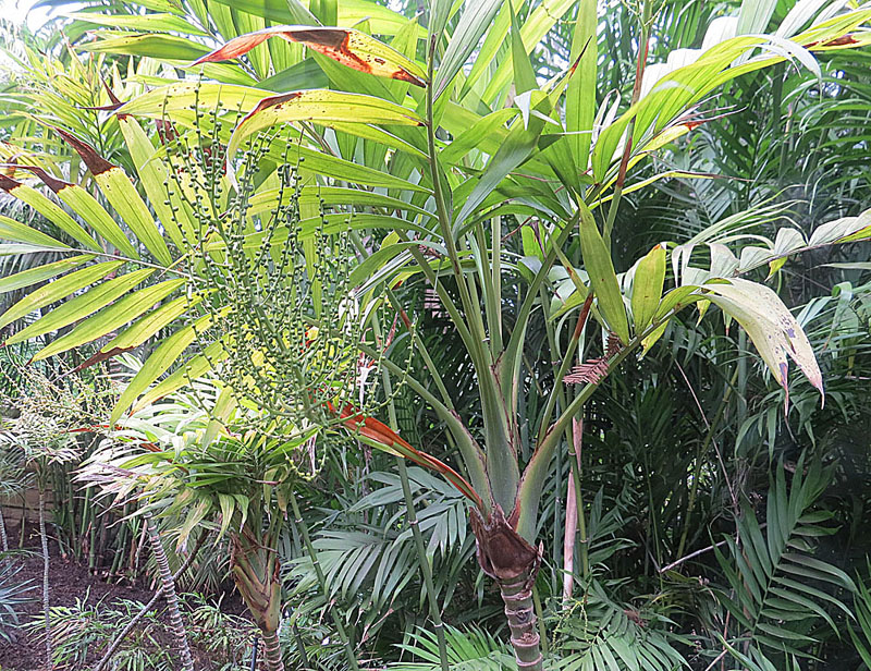 Parlor palm: Chamaedorea elegans — Neanthebella palm, Parlor palm. In the gardens of Lotusland — in Montecito, near Santa Barbara in southern California. Arecaceae family; n