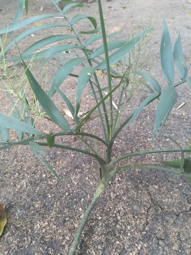 Parlor palm (Chamaedorea elegans)