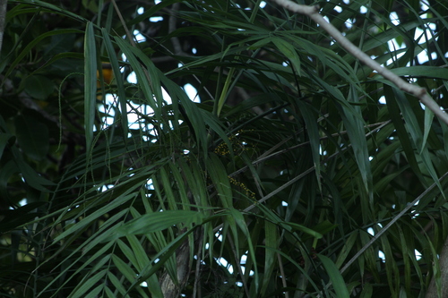 Parlor palm (Chamaedorea elegans)