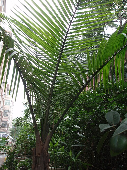 Parlor palm: Chamaedorea elegans
