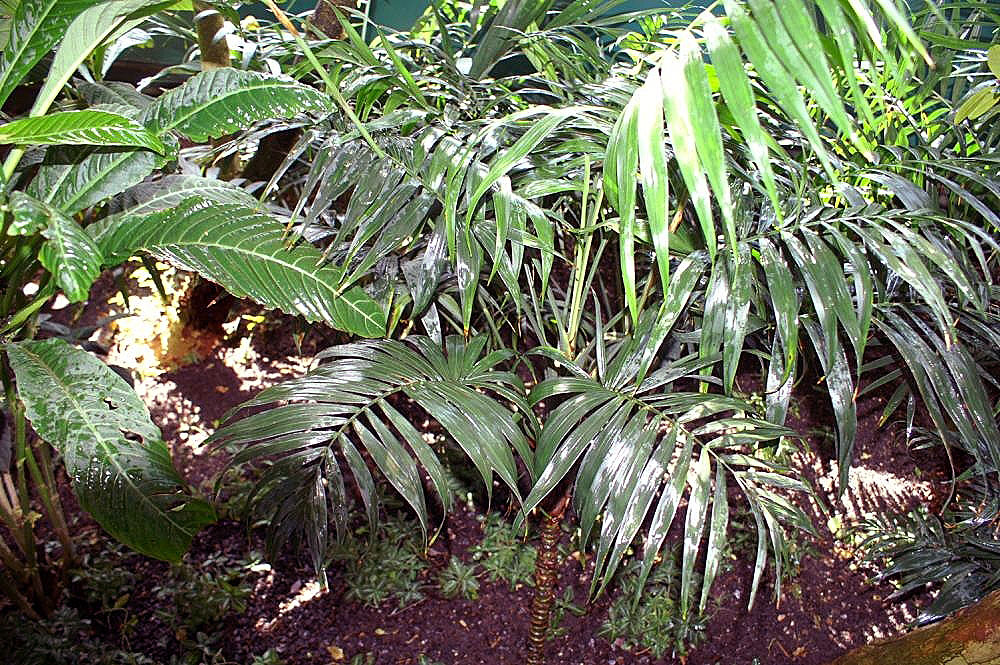 Parlor palm: Location taken: the New York Botanical Garden. Names: Chamaedorea elegans Mart., Areca-Elegante, Bergpalme, Camedórea elegante, Chamaedorea elegansNeanthe Bella