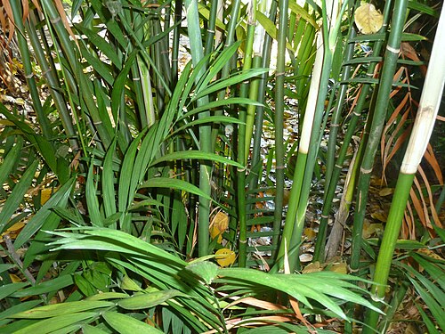 Parlor palm: Stems of a Parlour palm at the Manie van der Schijff Botanical Garden, Pretoria