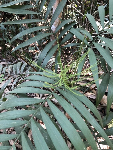 Parlor palm (Chamaedorea elegans)