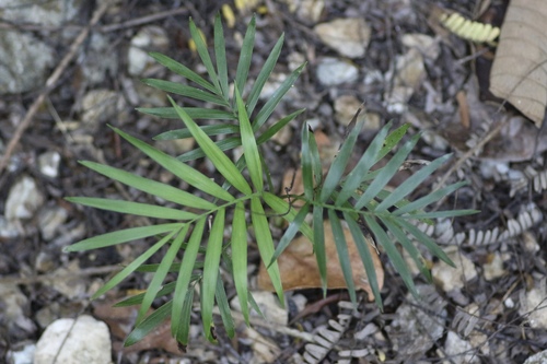 Parlor palm (Chamaedorea elegans)