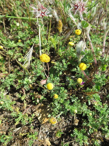 Roman chamomile (Chamaemelum nobile)