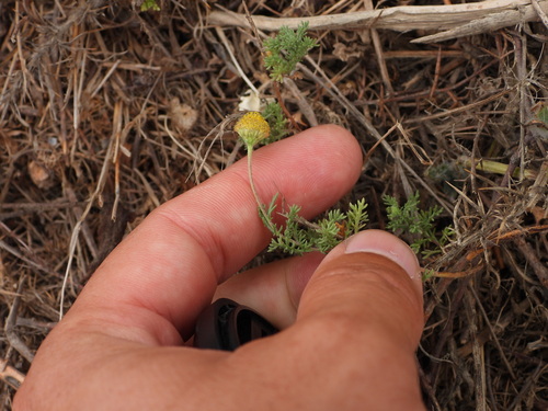 Roman chamomile (Chamaemelum nobile)