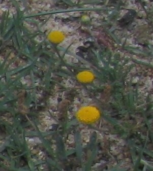 Roman chamomile (Chamaemelum nobile)
