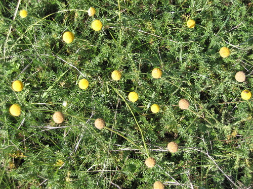 Roman chamomile (Chamaemelum nobile)