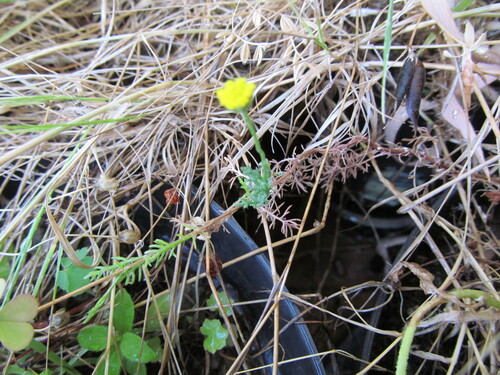 Roman chamomile (Chamaemelum nobile)