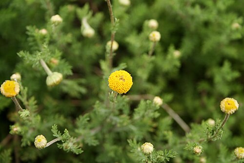 Roman chamomile: Chamaemelum