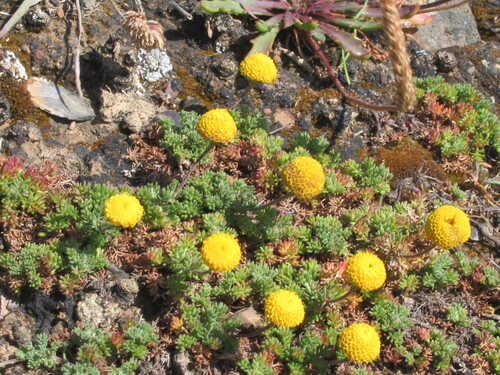 Roman chamomile (Chamaemelum nobile)