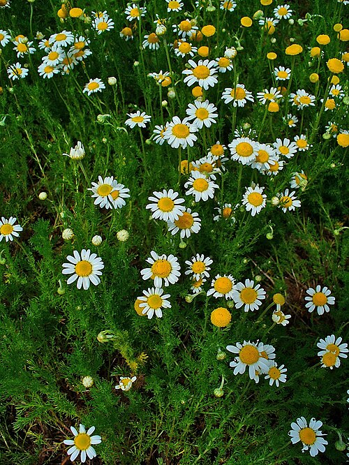 Roman chamomile: Chamaemelum nobile , Asteraceae, Roman Camomile, Chamomile, Garden Camomile, Ground Apple, Low Chamomile, English Chamomile, habitus; Botanical Garden KIT, Karl