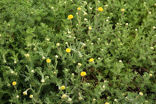 Roman chamomile: Chamaemelum