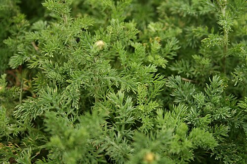 Roman chamomile: Chamaemelum