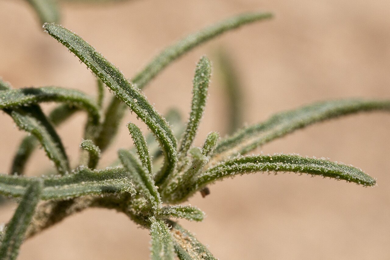 Chamaesaracha arida: Chamaesaracha arida, top of the breaks on the west side of the Rio Grande, west of La Union, 31.95349 -106.69159, Doña Ana County, New Mexico, 3 Aug 2021.
