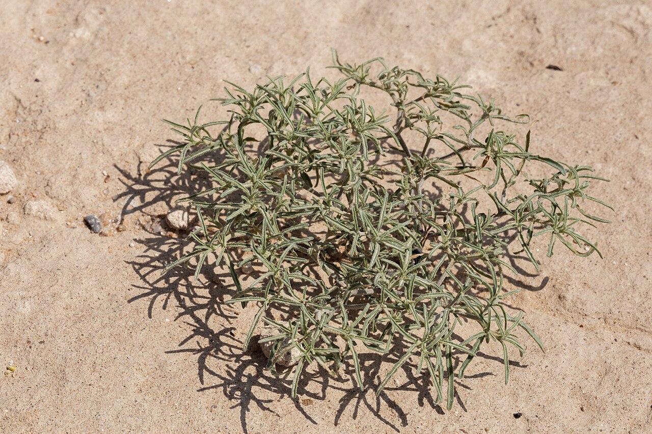 Chamaesaracha arida: Chamaesaracha arida, top of the breaks on the west side of the Rio Grande, west of La Union, 31.95349 -106.69159, Doña Ana County, New Mexico, 3 Aug 2021.