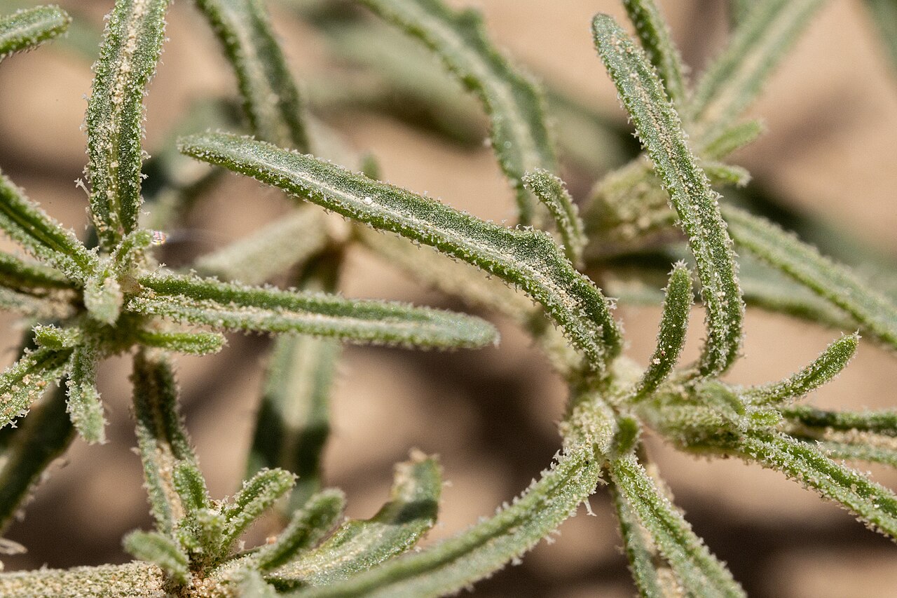 Chamaesaracha arida: Chamaesaracha arida, top of the breaks on the west side of the Rio Grande, west of La Union, 31.95349 -106.69159, Doña Ana County, New Mexico, 3 Aug 2021.