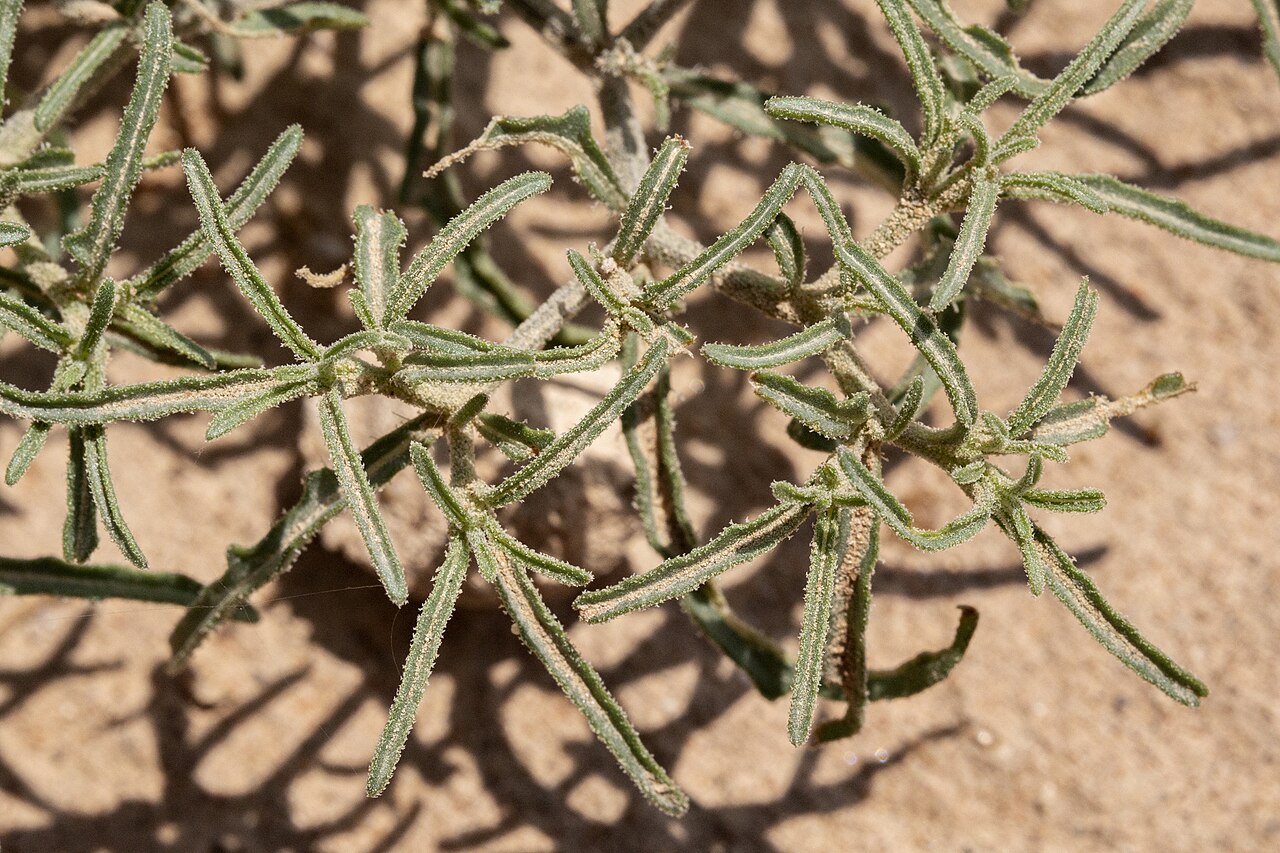 Chamaesaracha arida: Chamaesaracha arida, top of the breaks on the west side of the Rio Grande, west of La Union, 31.95349 -106.69159, Doña Ana County, New Mexico, 3 Aug 2021.