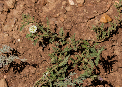 Gray five eyes (Chamaesaracha coniodes)