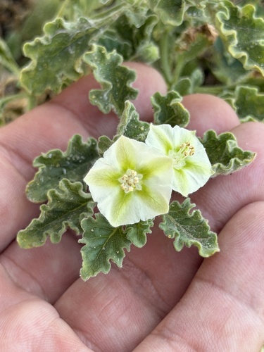 Gray five eyes (Chamaesaracha coniodes)
