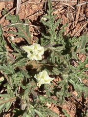 Gray five eyes (Chamaesaracha coniodes)