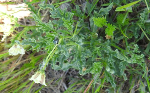 Gray five eyes (Chamaesaracha coniodes)